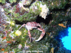 We called this guy "The Guardian", he snapped at every di... by Greg Mcmanus 